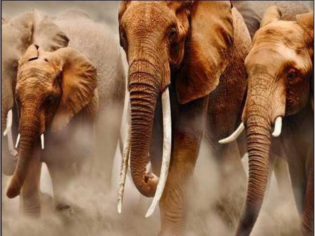 Animals For > African Elephant Wallpaper Desktop