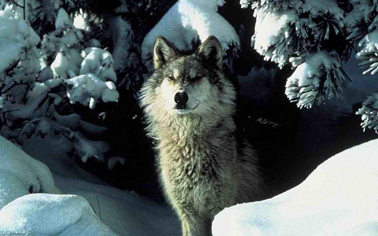 Related Picture 1280x800 White Wolf Wallpaper Free Wallpaper Car