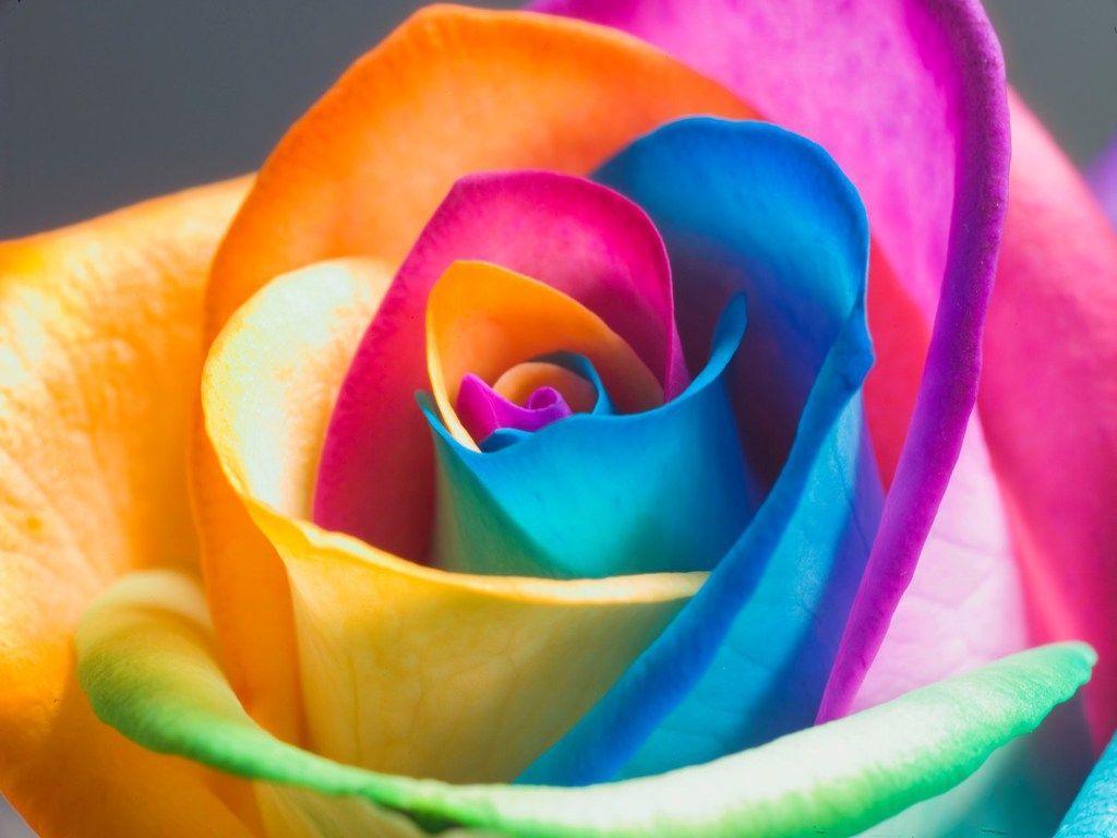 Wallpaper For > Rainbow Roses Background