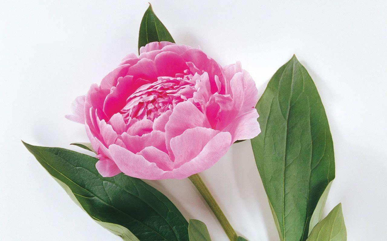 image For > Beautiful Pink Flower Wallpaper Desktop