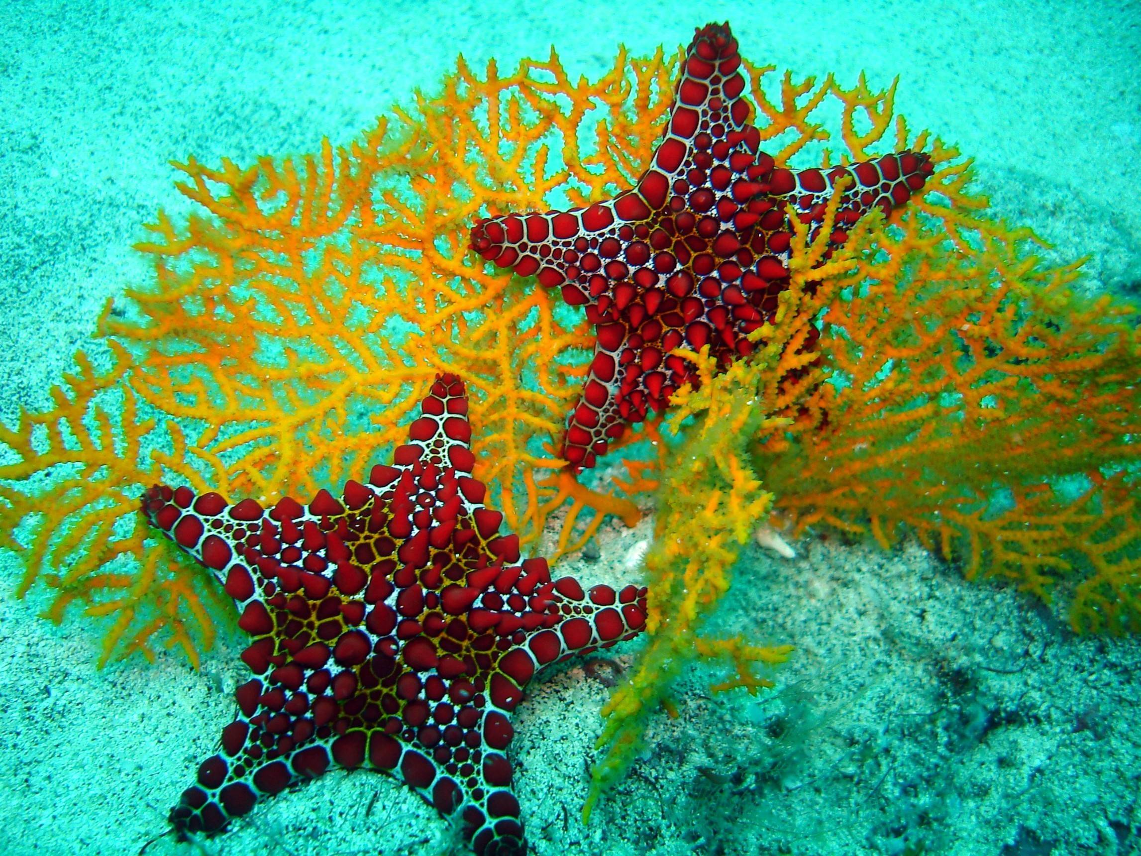 Ocean Life and Under Water HD Desktop Wallpaper, Beautiful Sea Animal