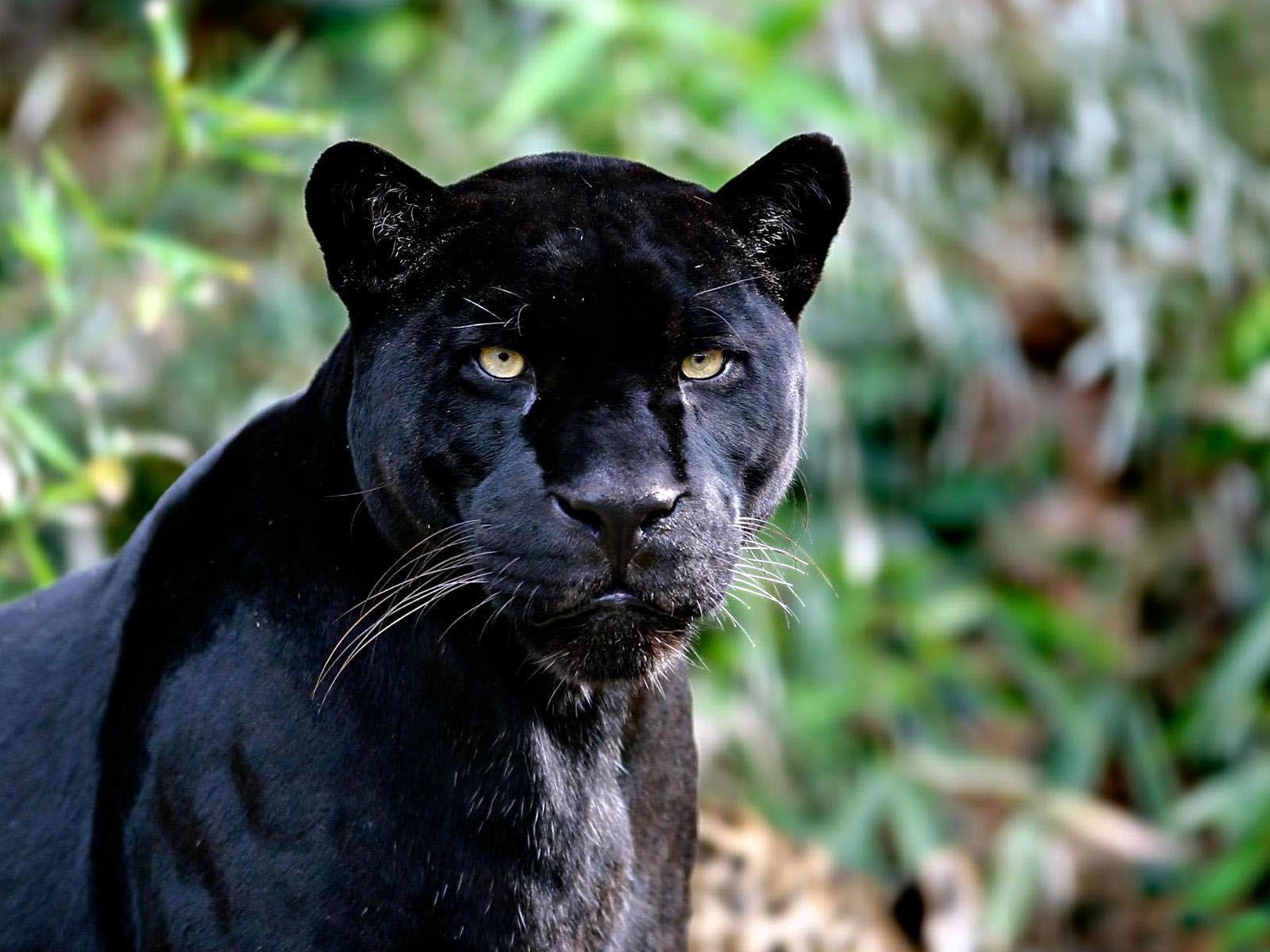Animals For > Black Jaguar Wallpaper HD