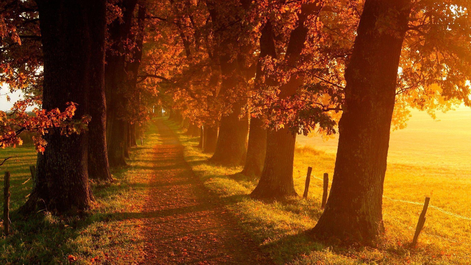 Autumn Landscape Scenery Wallpaper