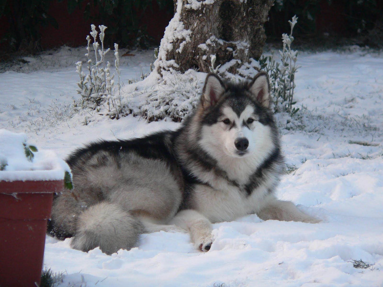 Alaskan Malamute in the winter forest photo and wallpaper
