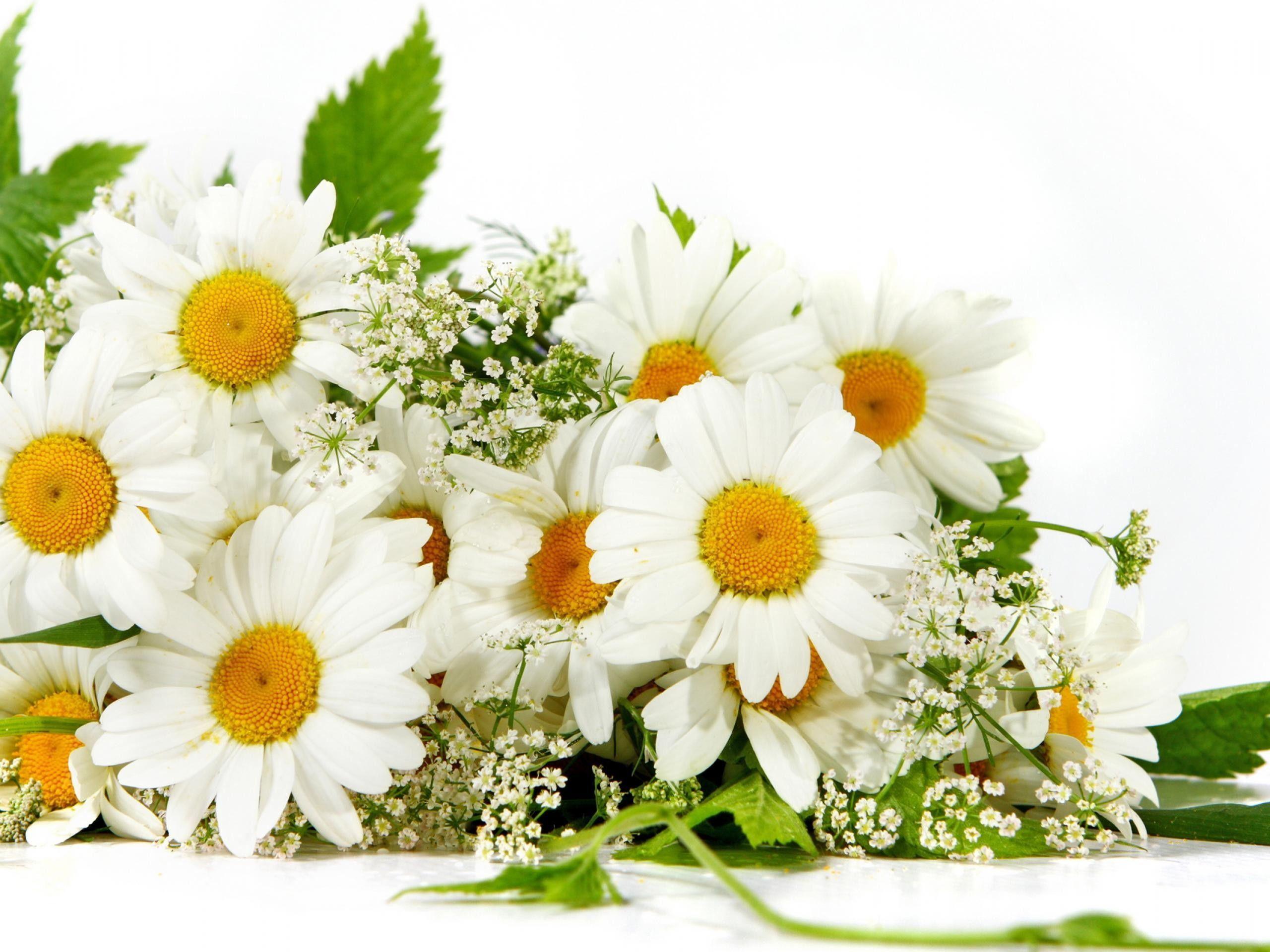 The Image of Nature Flowers Daisy Bouquet White Flowers 2560x1920