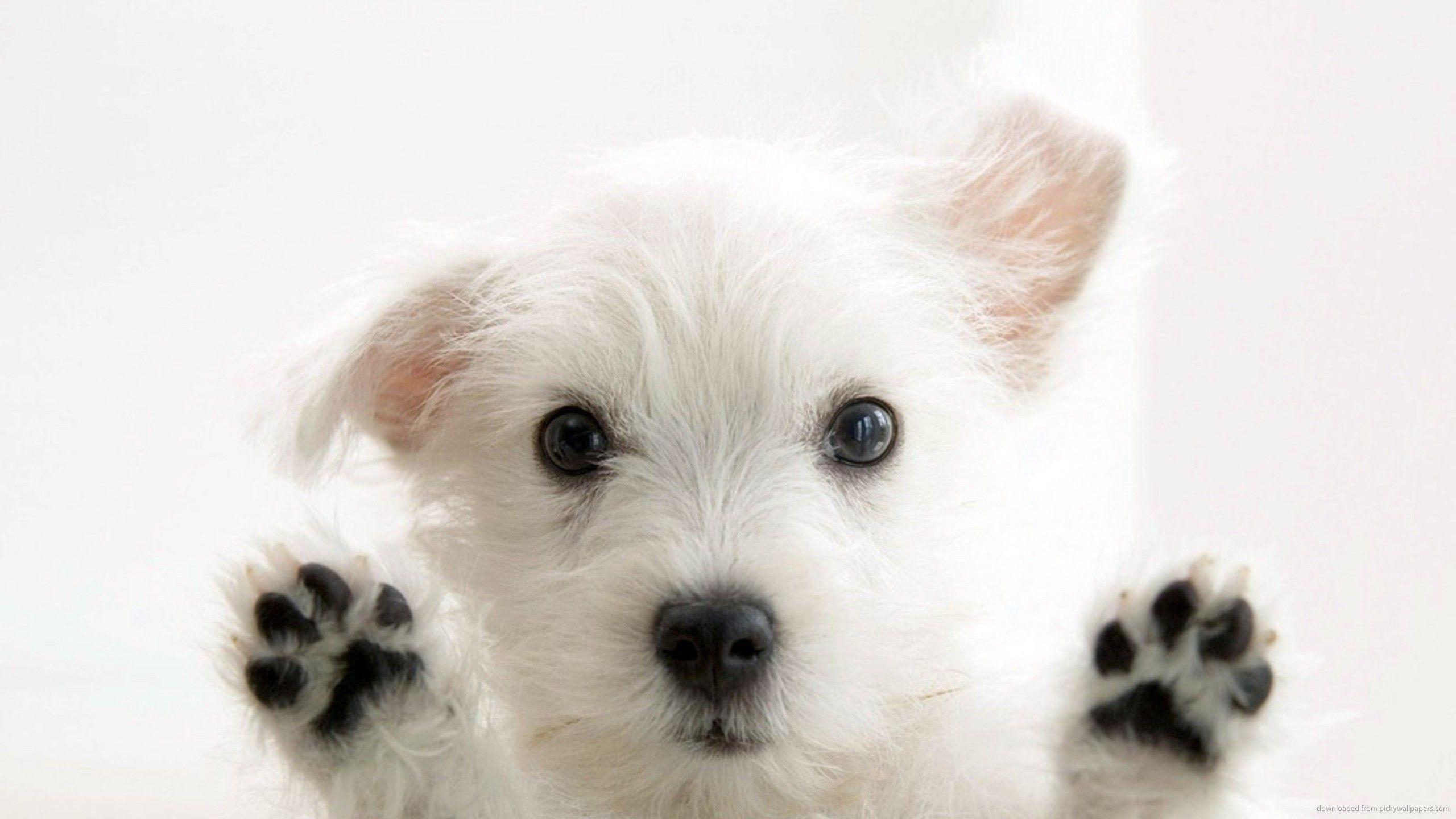 Black paws cute puppy download free HD pet wallpaper. High