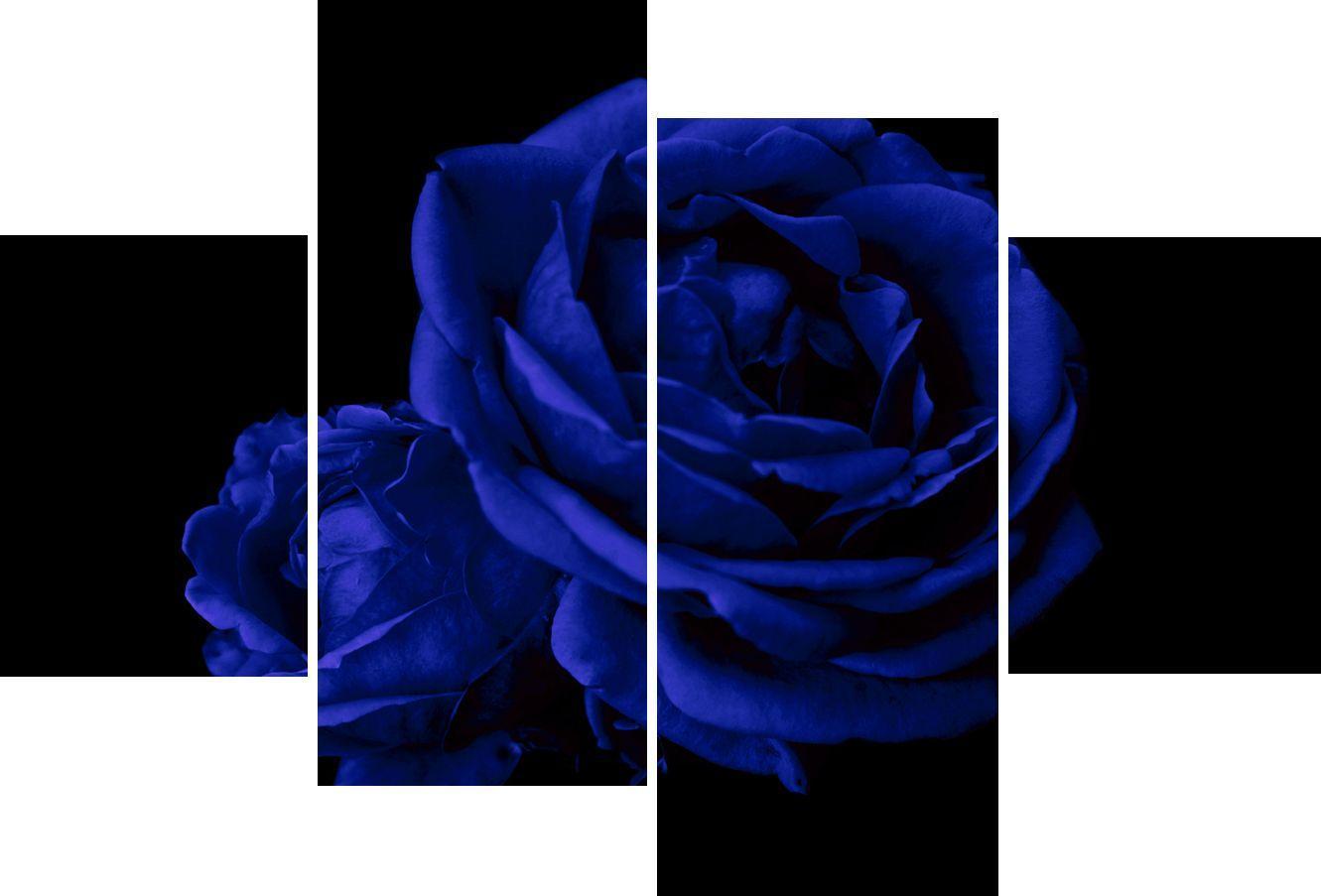 Blue Rose Black Background Image & Picture