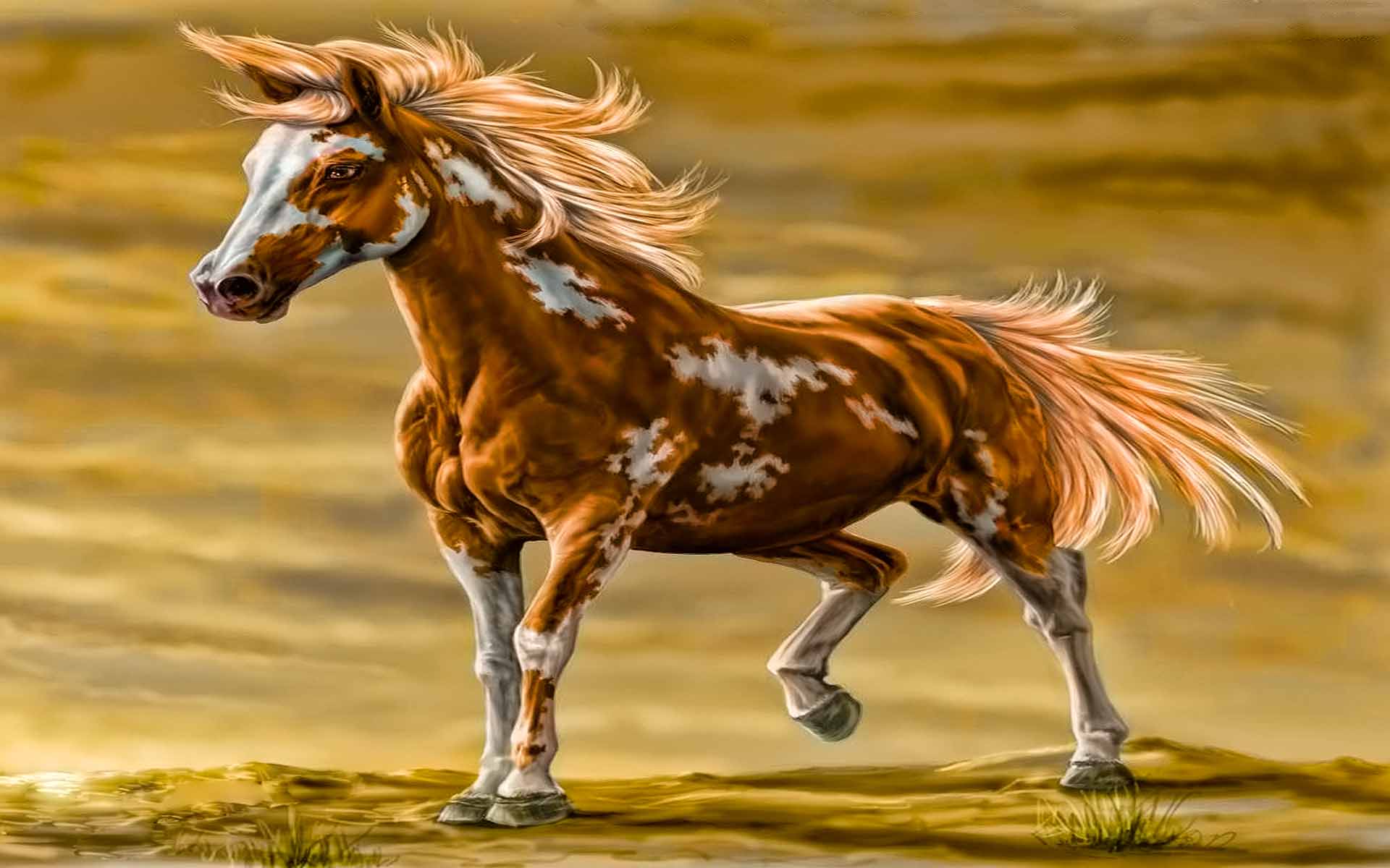 Paint Horse HD Wallpaper. Download Paint Horse Wallpaper. Cool