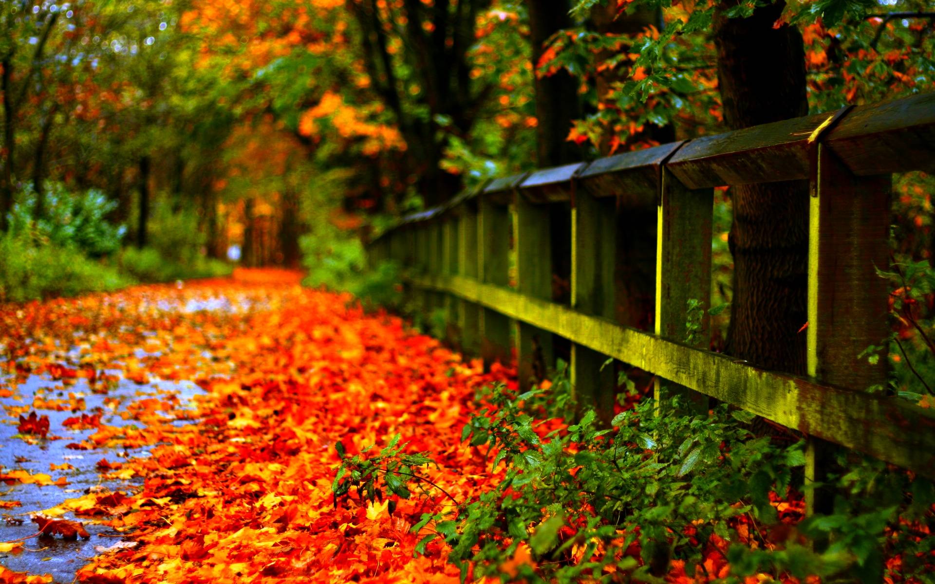 Autumn leaves HD wallpaper