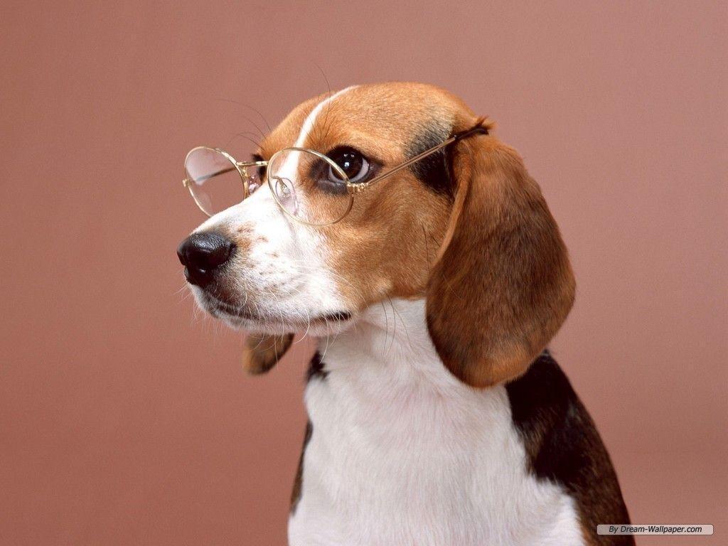 Sweet Beagle Puppy Dog Animal HD wallpaper #