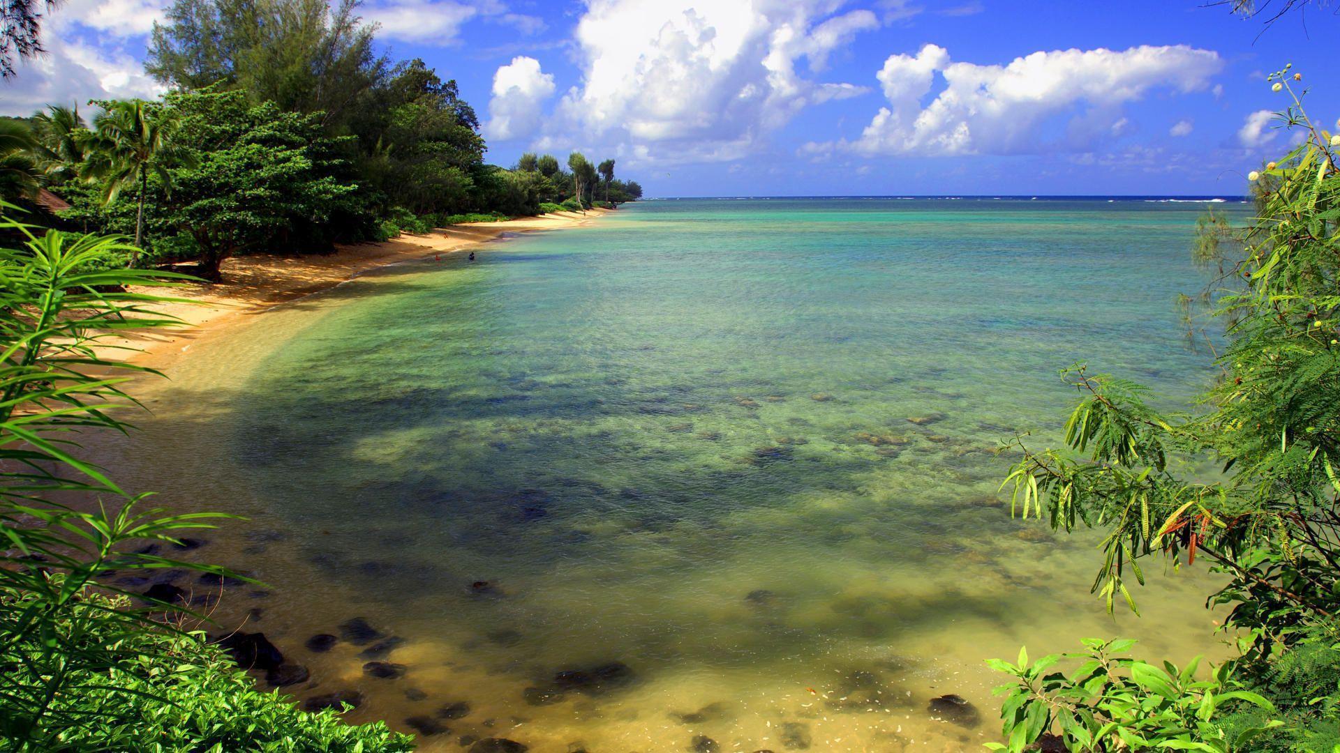 Pin Nature Green Beach Island Of Vieques Puerto Rico Desktop