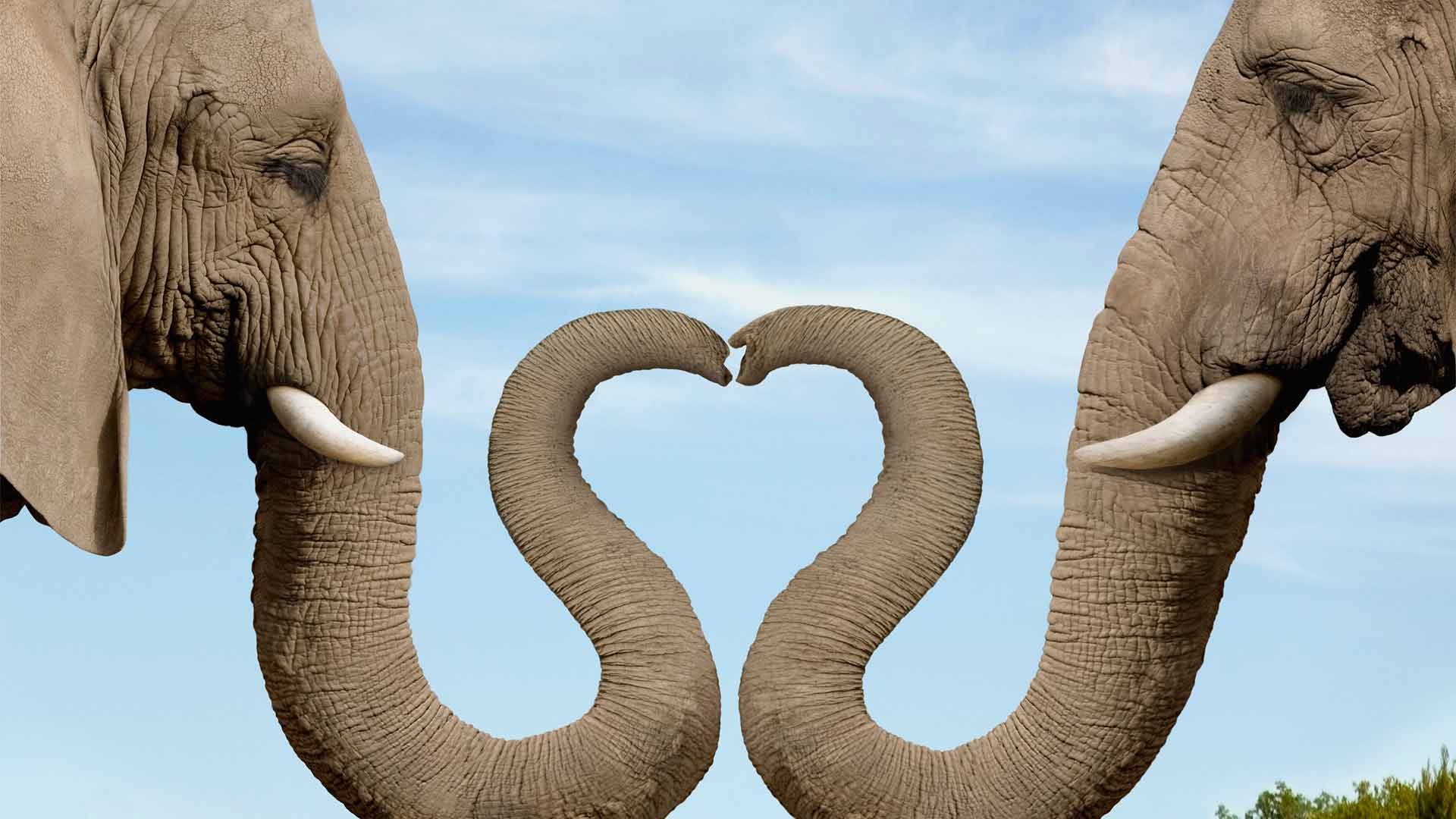 Love nose cute elephant wallpaper Animal desktop background
