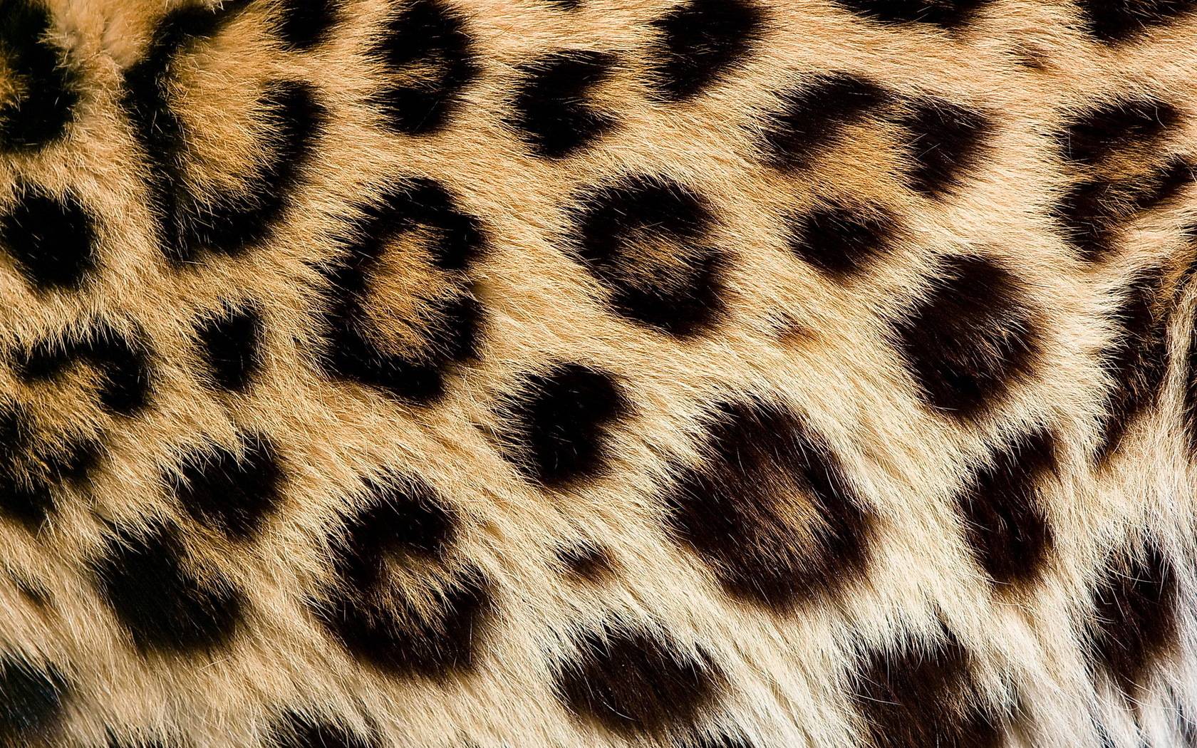 Leopard Skin Wallpaper. Leopard Skin Background