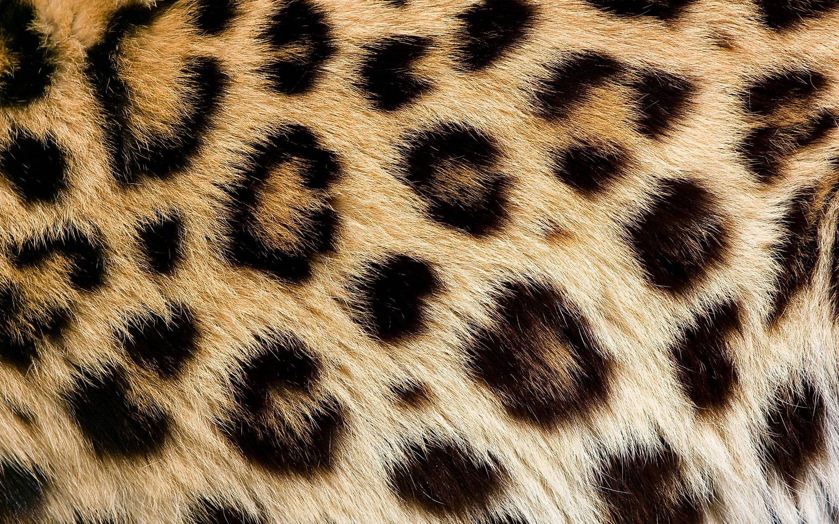 Leopard Print 1920X1200