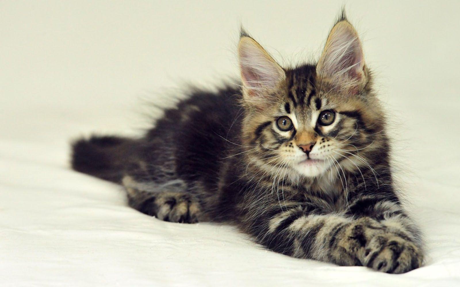 Maine Coon cat Wallpaper. Maine Coon cat Image