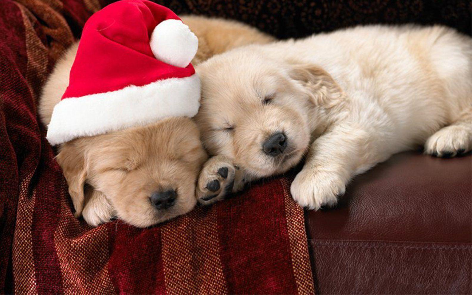 Free Cute Little Christmas Puppies wallpaper Wallpaper