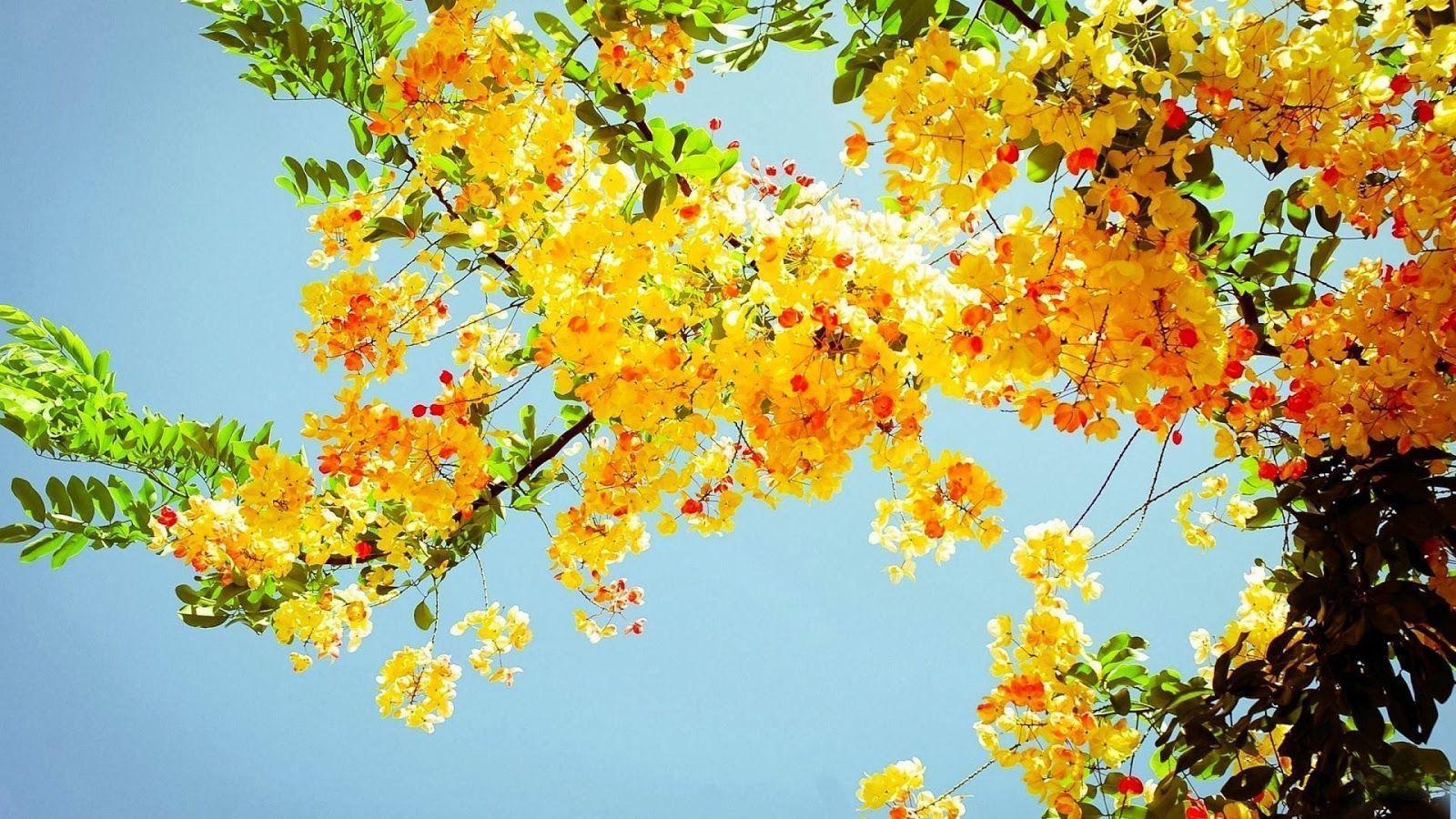 image For > Summer Flowers Wallpaper