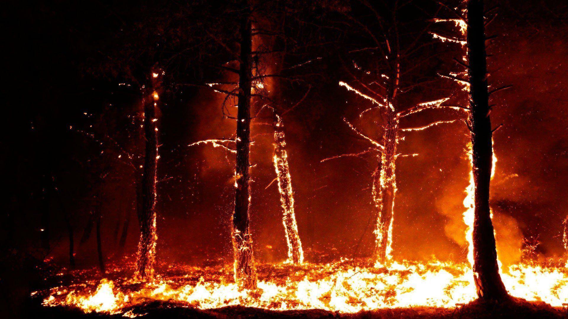 Forest fire flames tree disaster apocalyptic (22) wallpaper