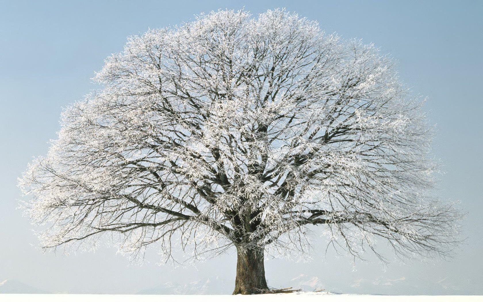 Desktop Wallpaper · Gallery · Computers · Tree winter snow