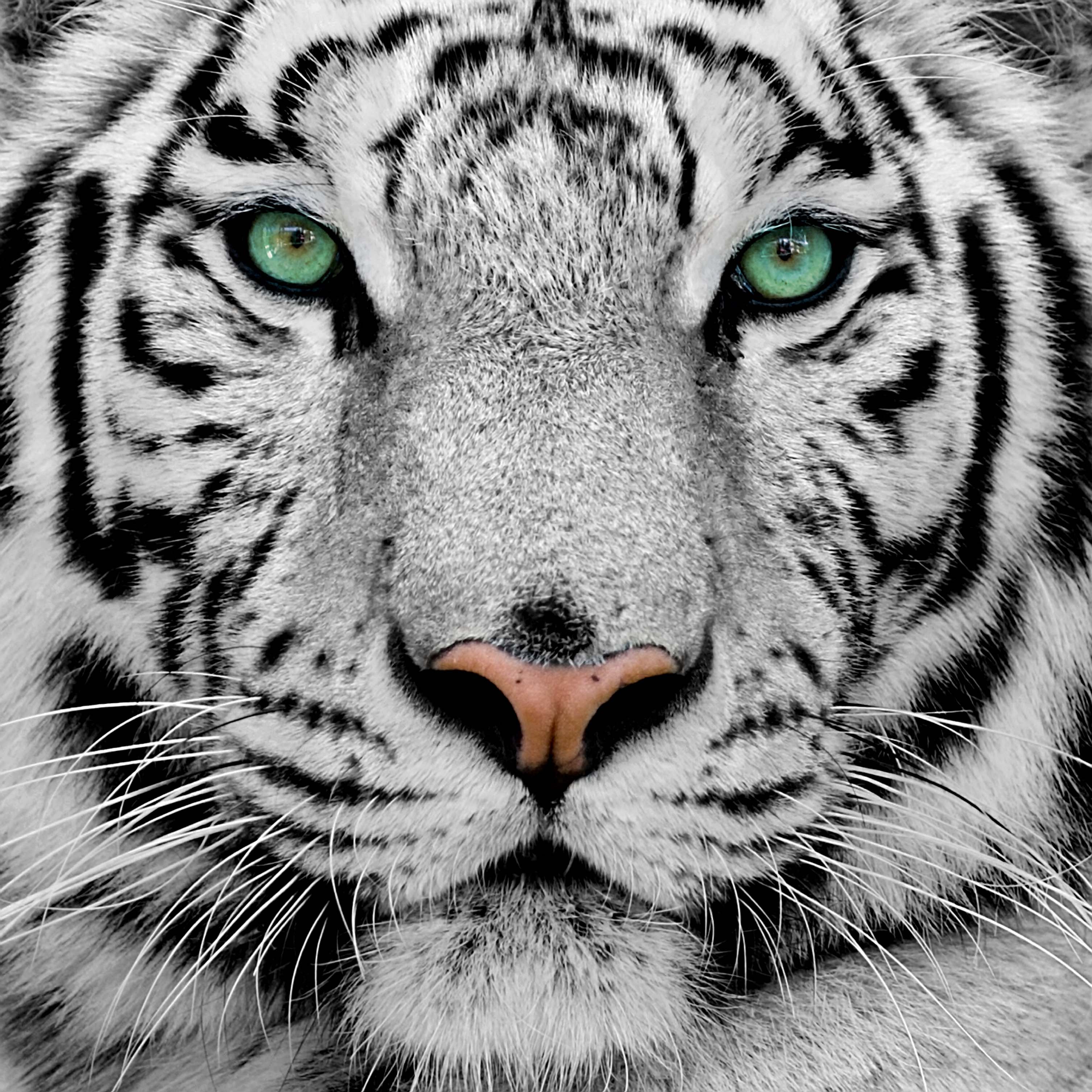 White Tiger 60 Background