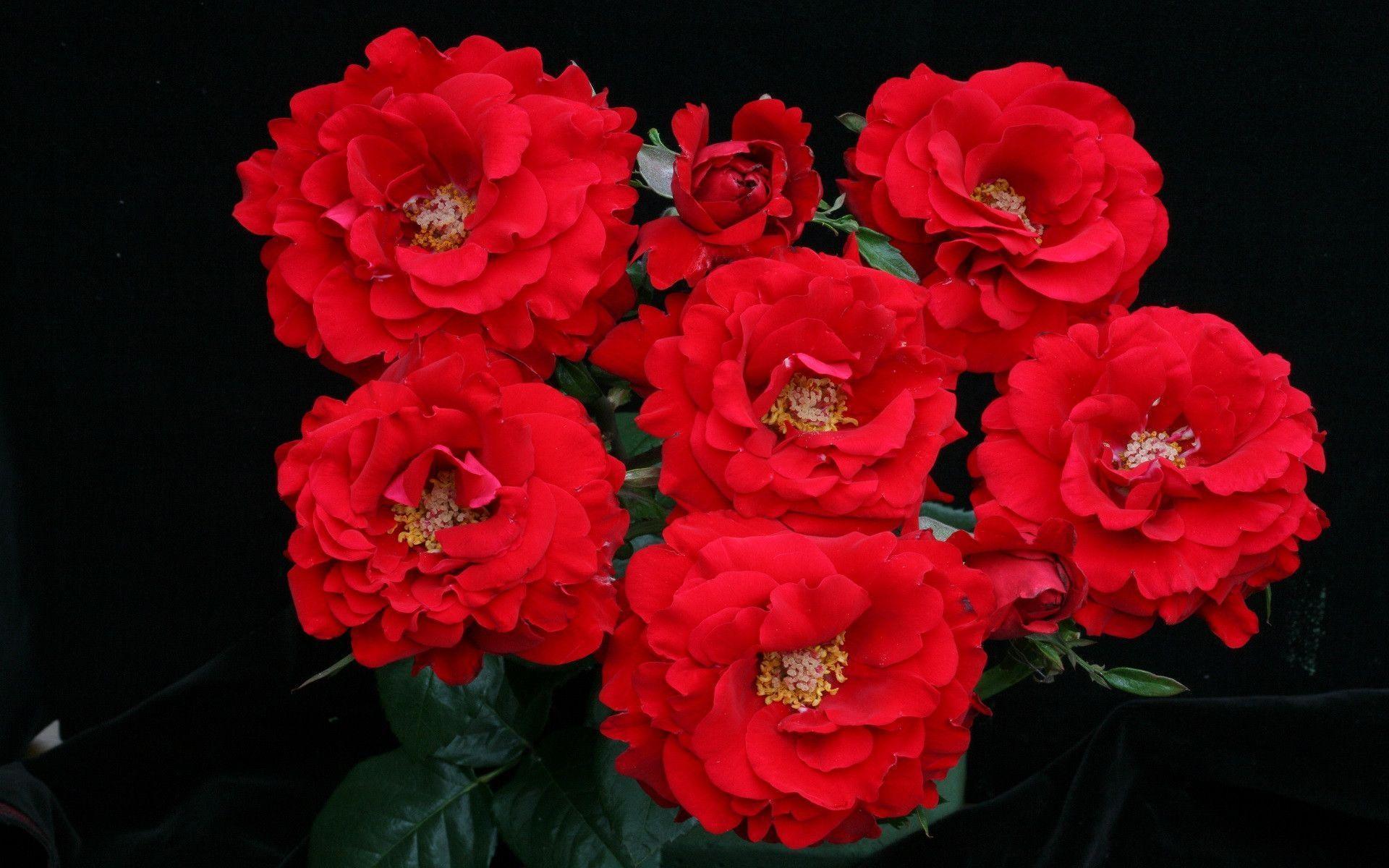 Hd Bunch Of Red Roses Wallpaper Picture