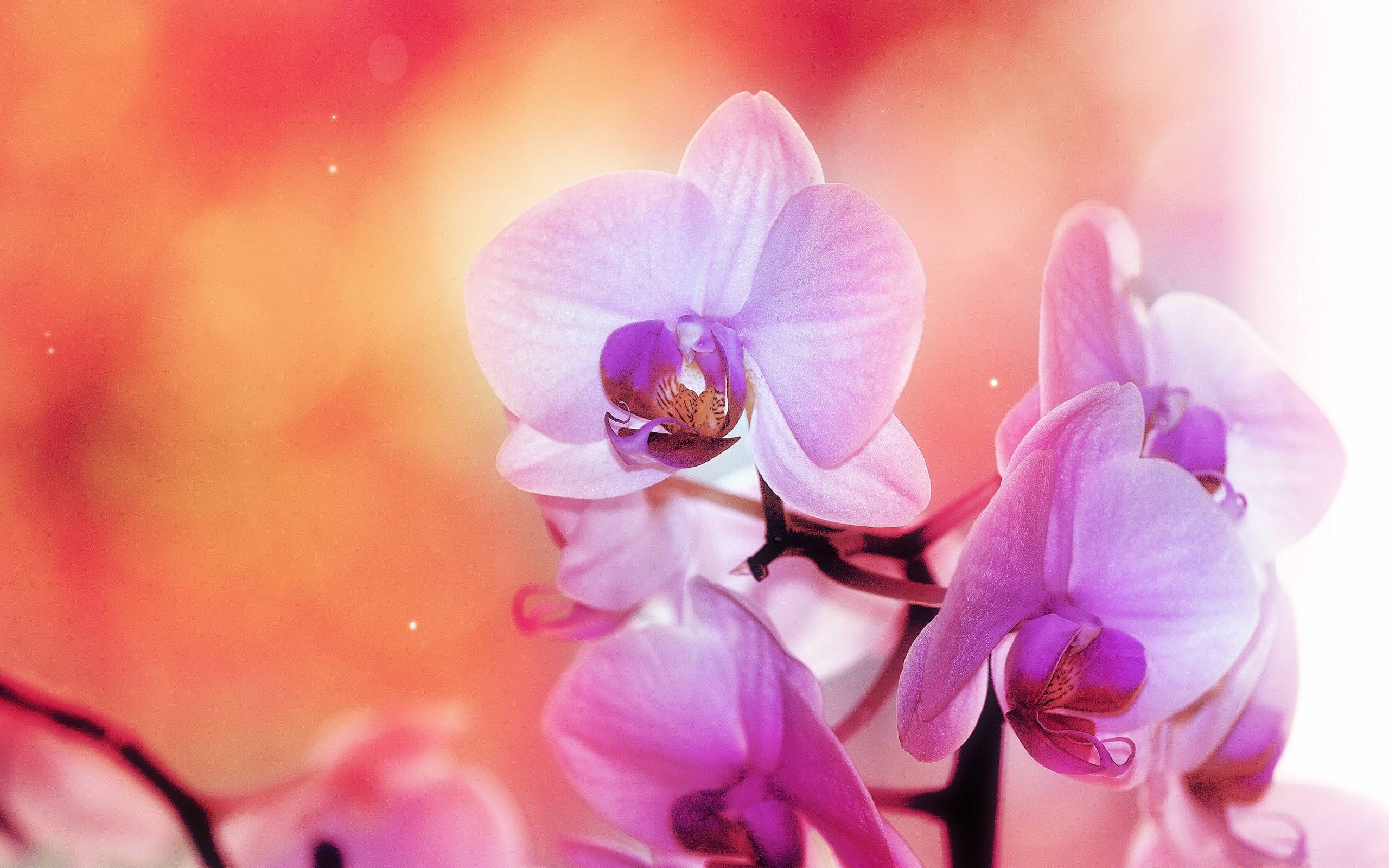 Orchid Wallpaper HD wallpaper search