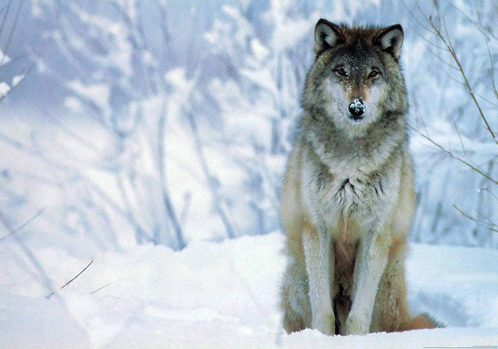 Animals For > Cool Wolf Wallpaper HD