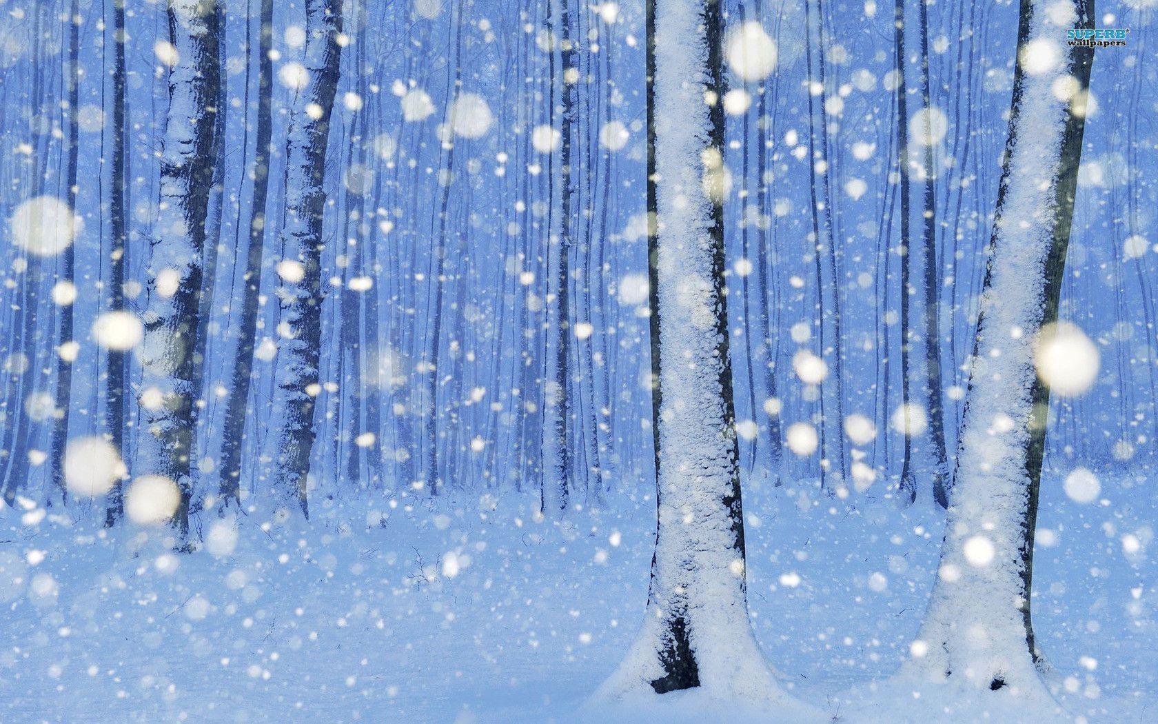 Snowy trees wallpaper wallpaper - #
