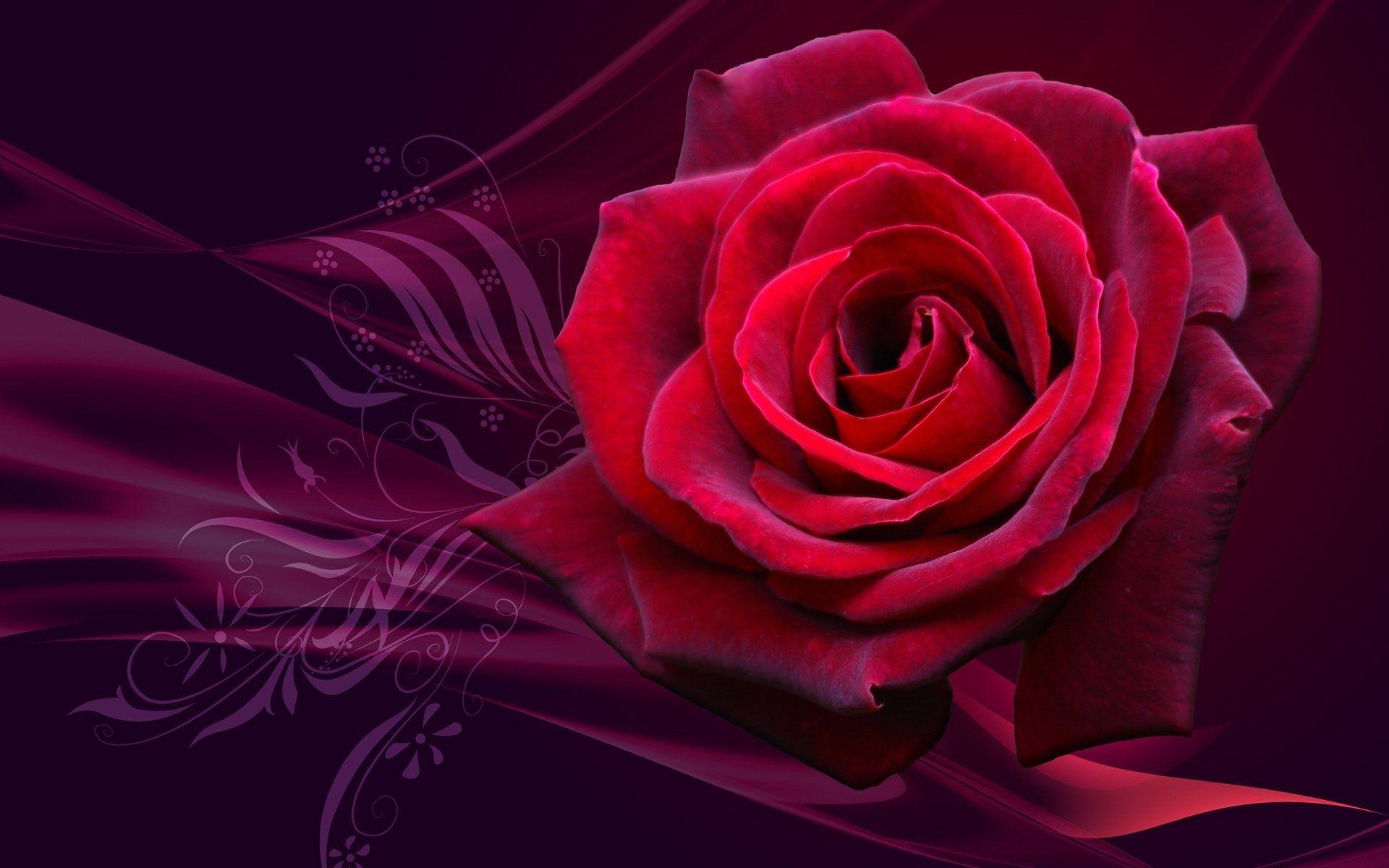 Most Beautiful Rose Wallpaper For Desktop