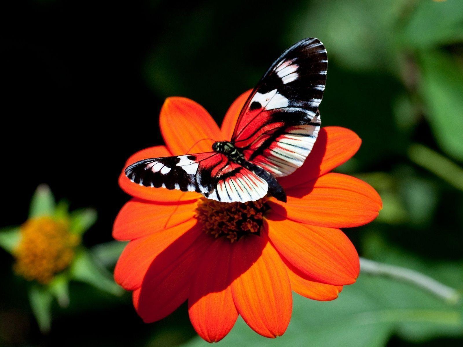butterfly flower free wallpaper
