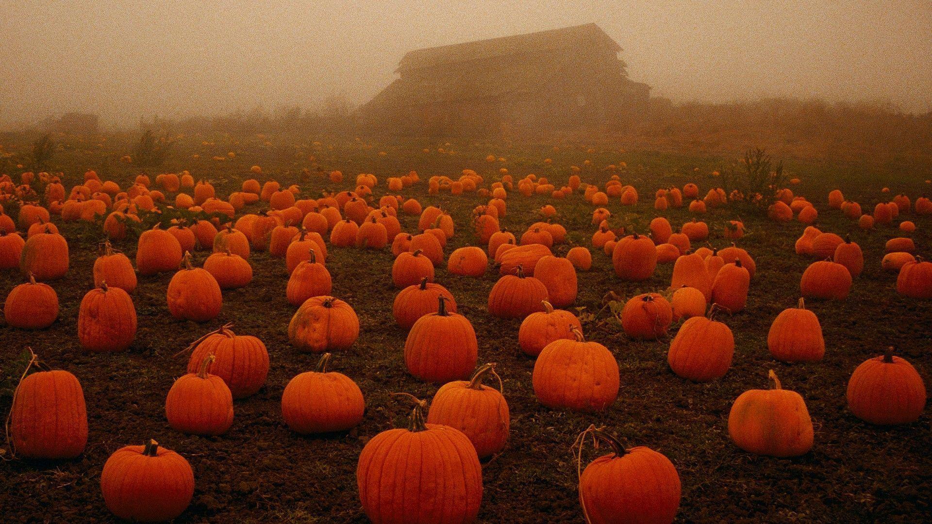 The Image of Halloween Fog Spooky Pumpkins 1920x1080 HD Wallpaper