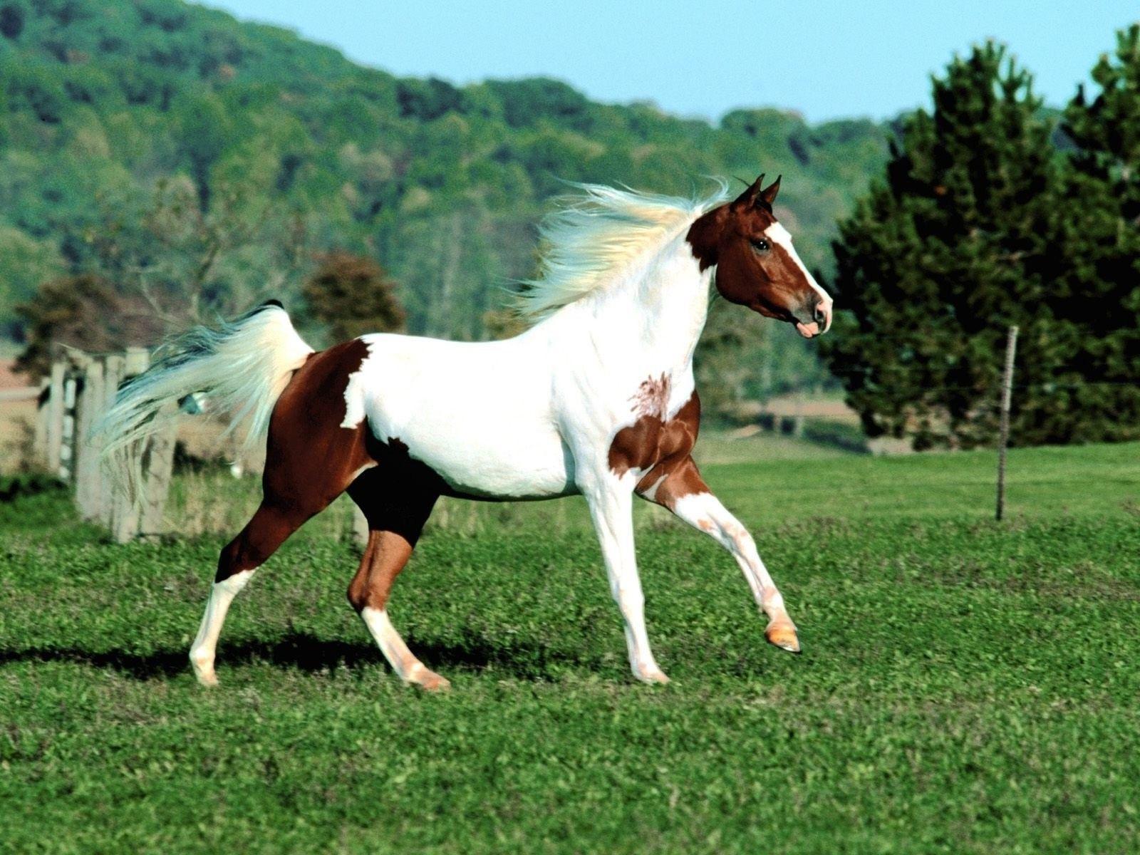 Paint Horse Wallpaper. Paint Horse Image