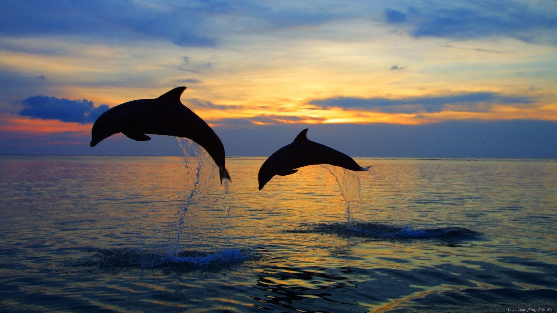 Dolphin Wallpaper 1 For Background HD