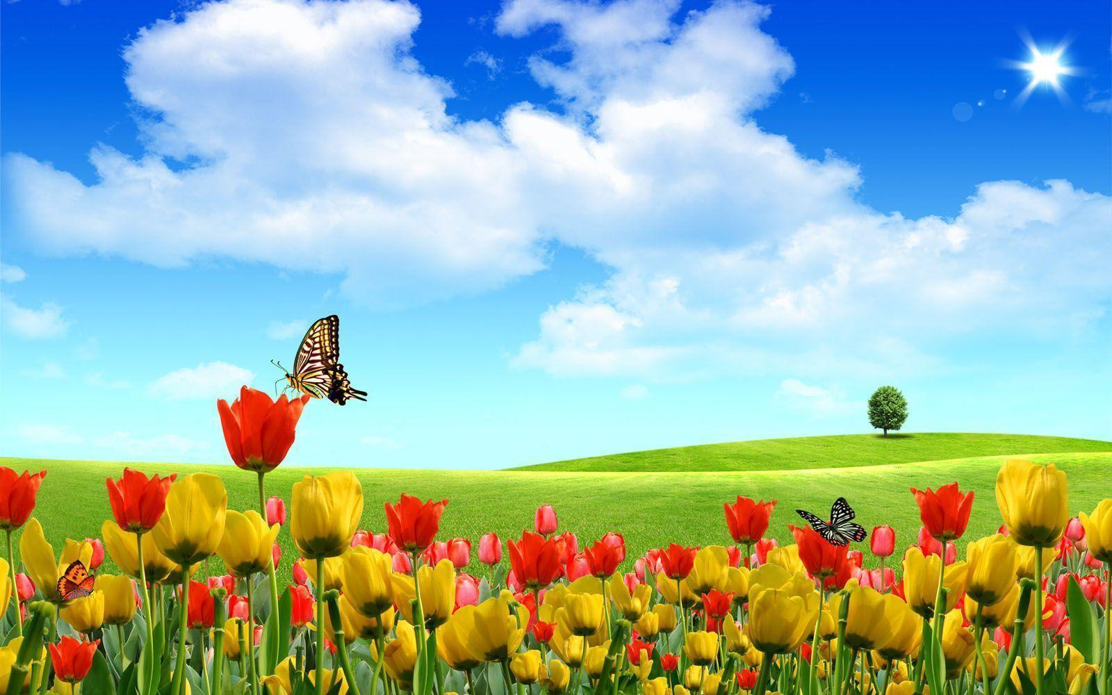Spring Free Wallpaper Desktop, Spring Tulip Flowers Wallpaper