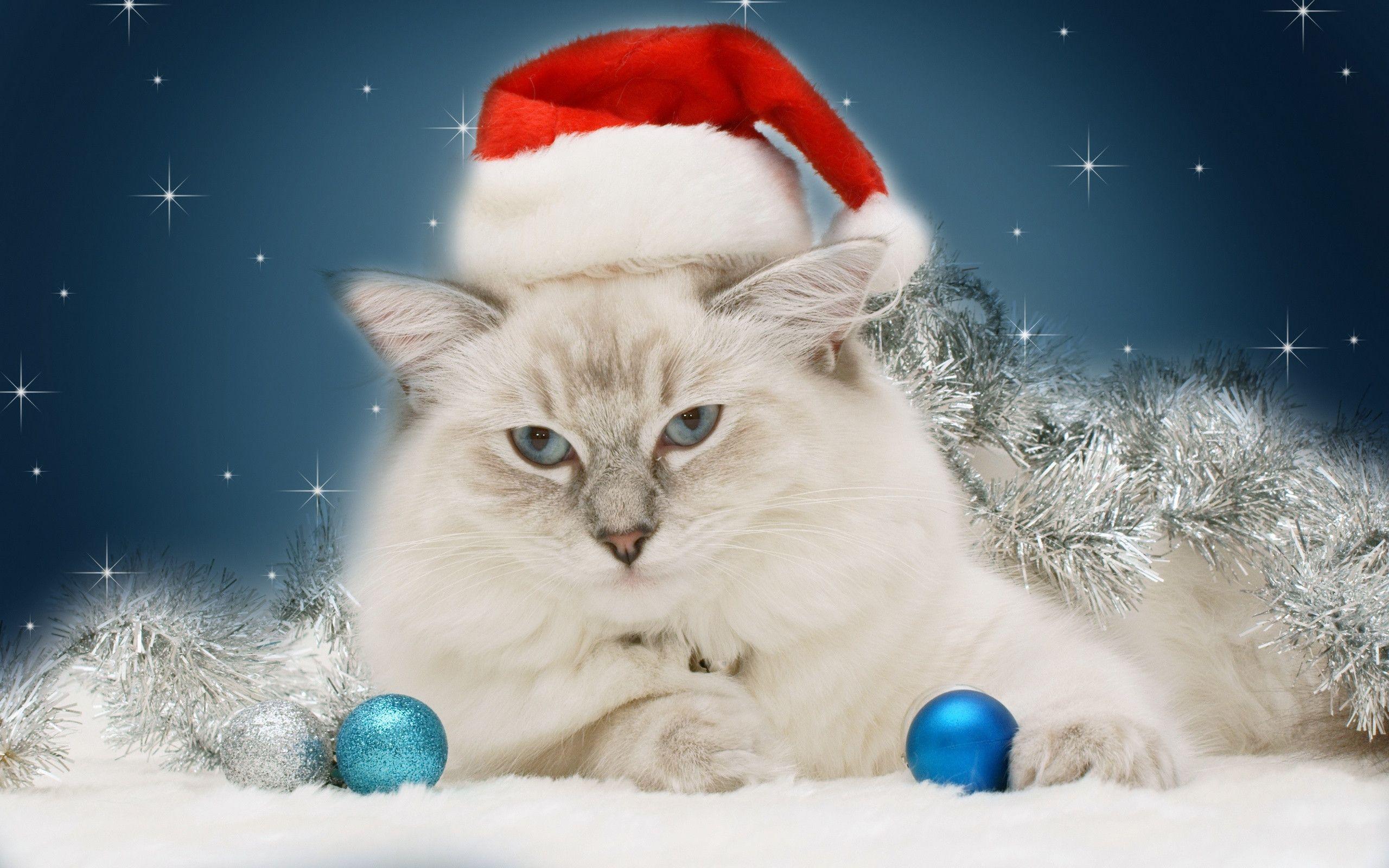 HD Christmas Cat Wallpaper