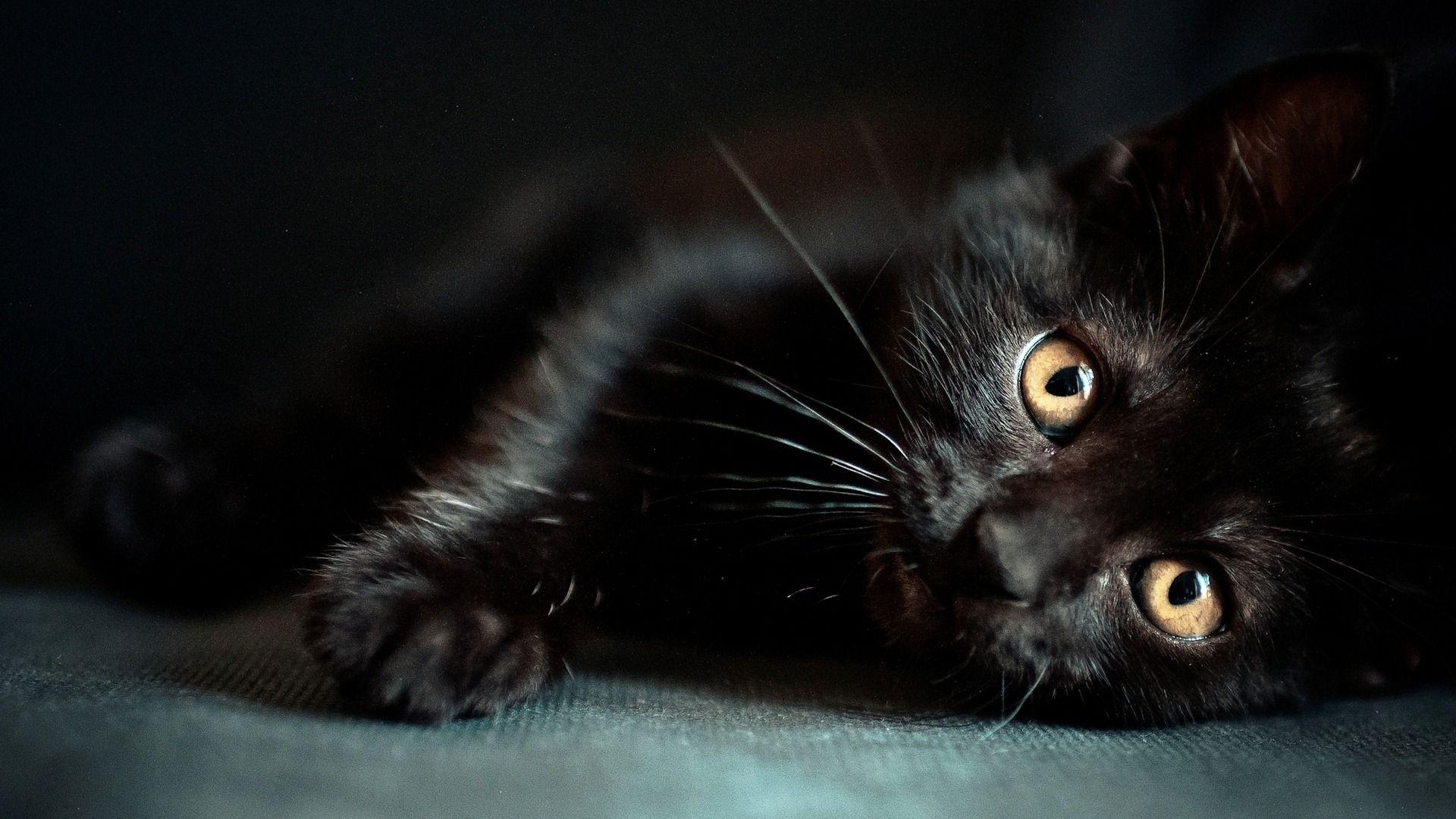 Cute black cat desktop wallpaper