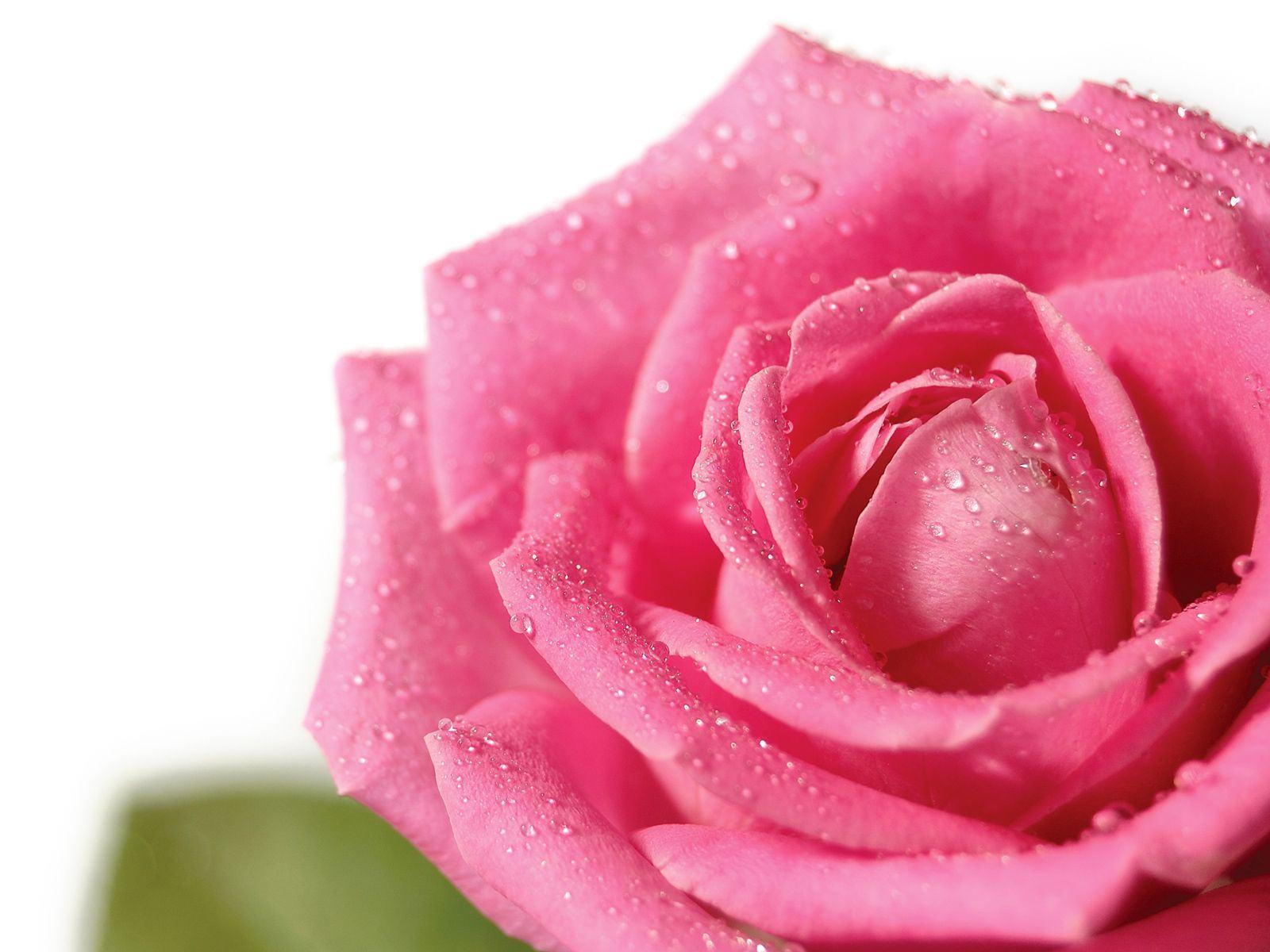 Rose Flower Free Desk HD Wallpapercom