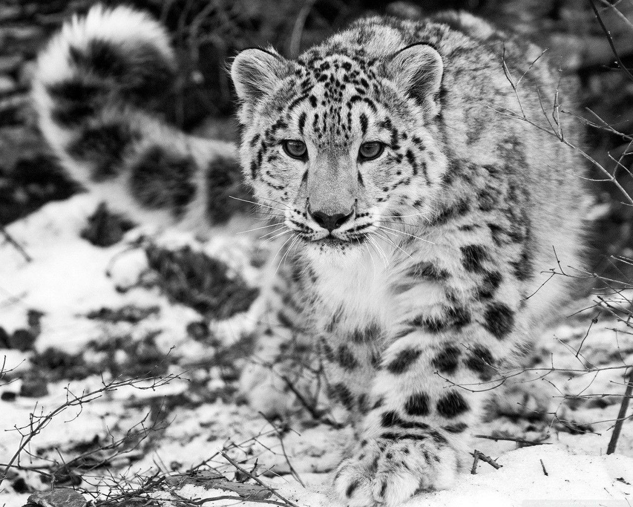 Snow Leopard Wallpaper Hq Background 15 HD Wallpaper. Hdimges