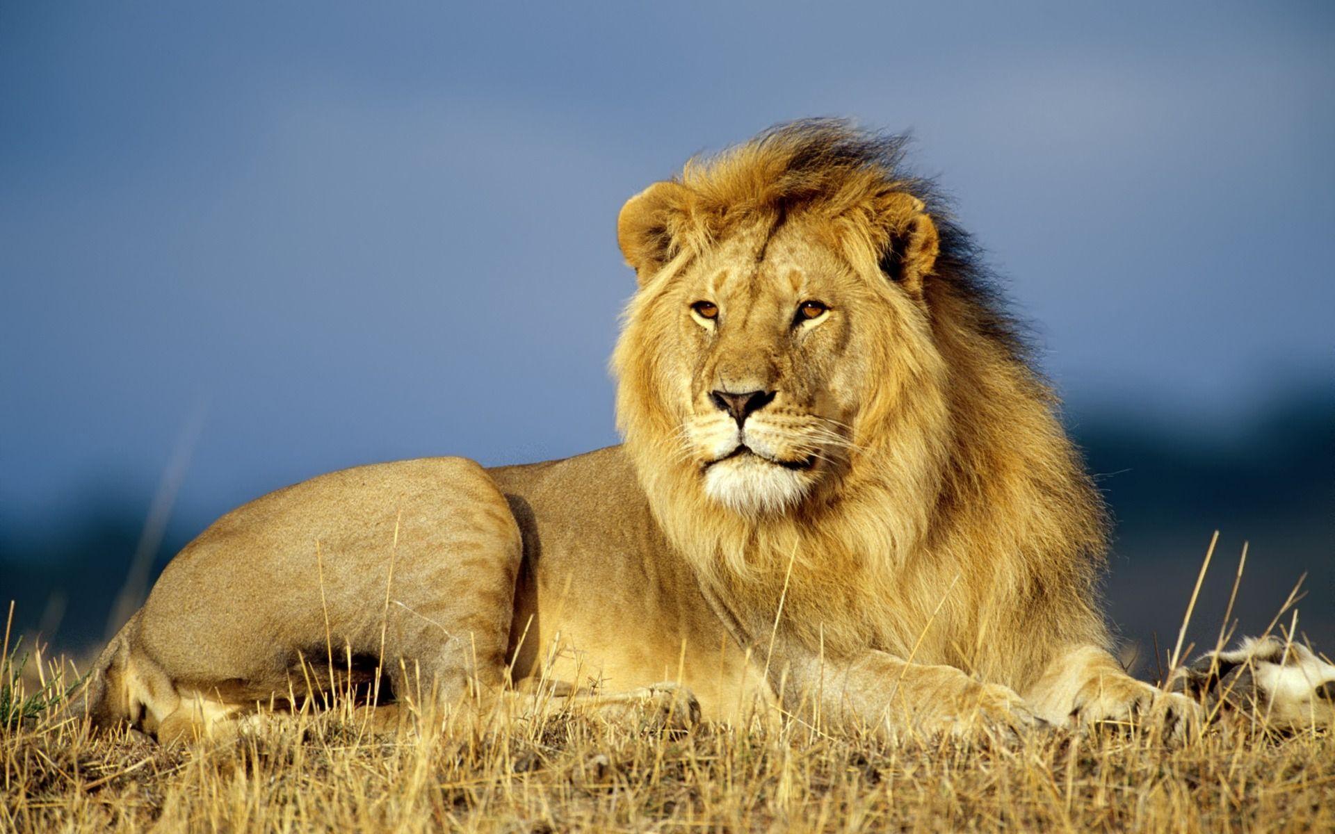 Leão africano Wallpaper Animais Big Cats