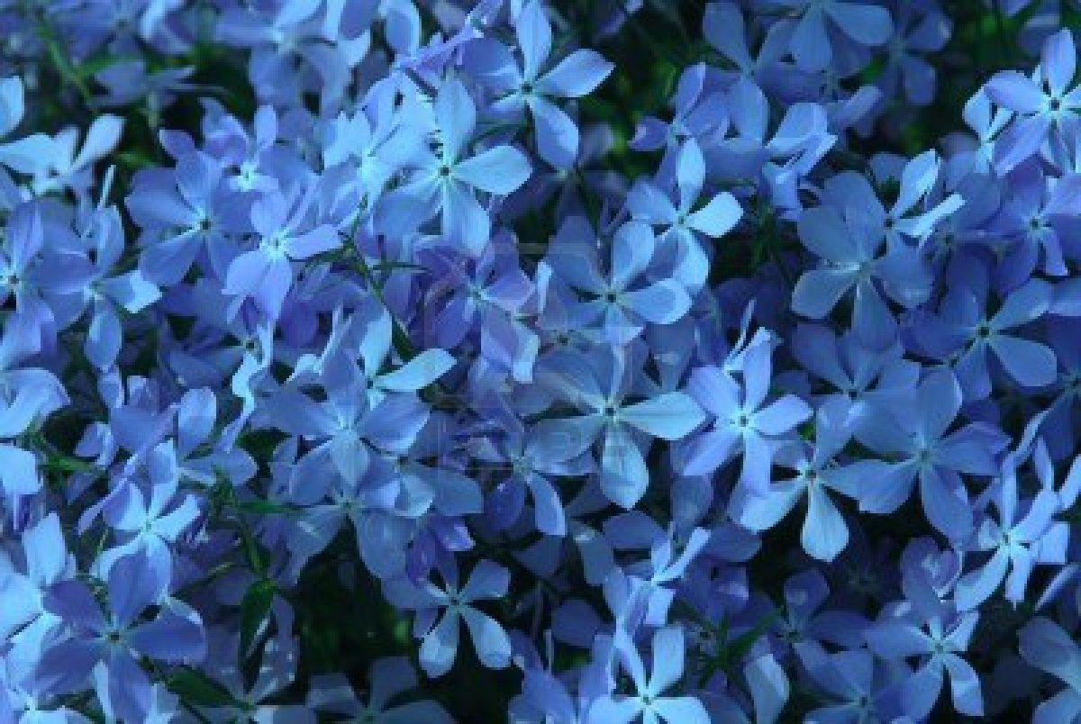 14154991 Blue Flowers Background