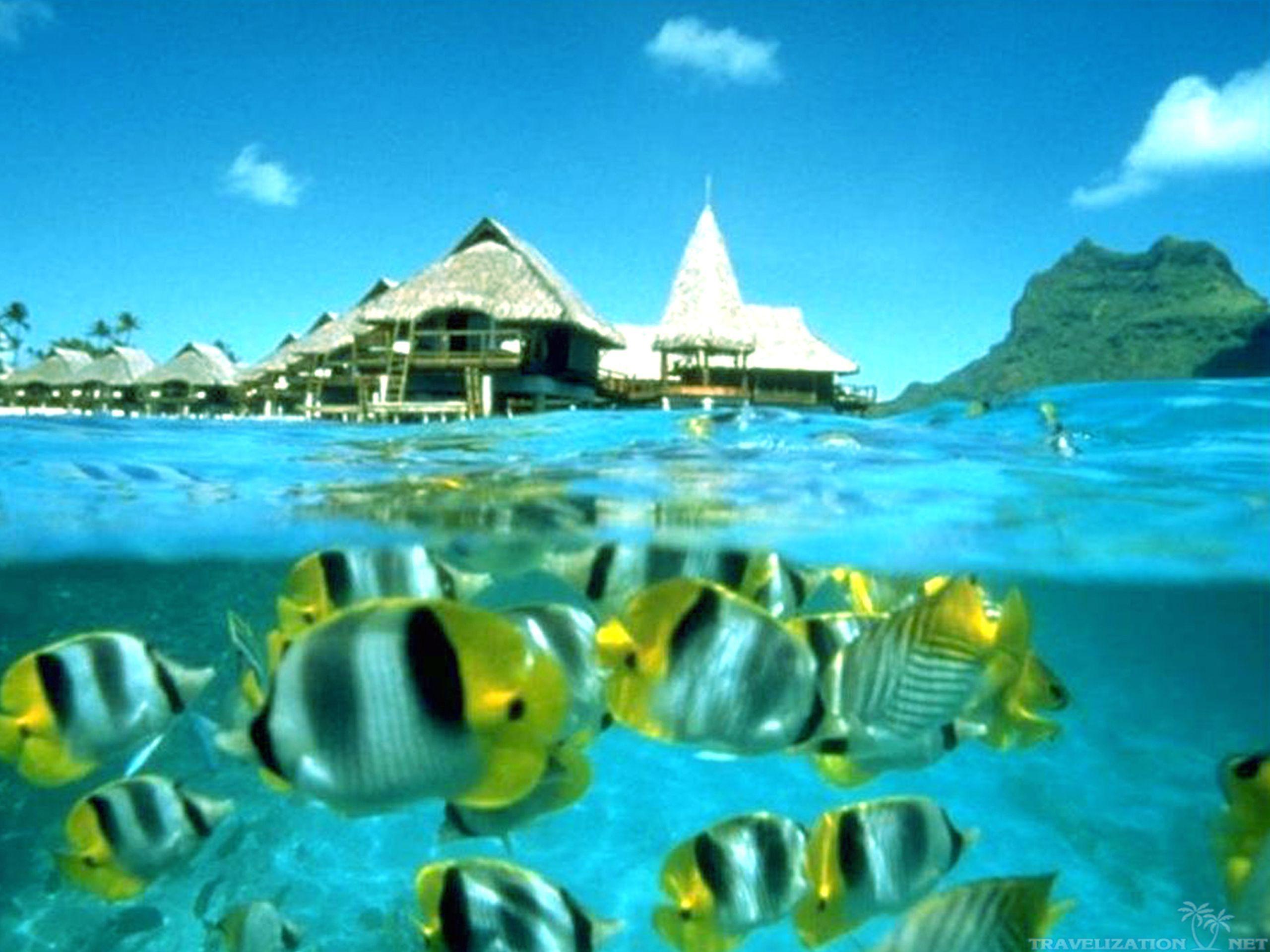 Popular Fish Underwater Tropical Tahiti Wallpaper, HQ Background
