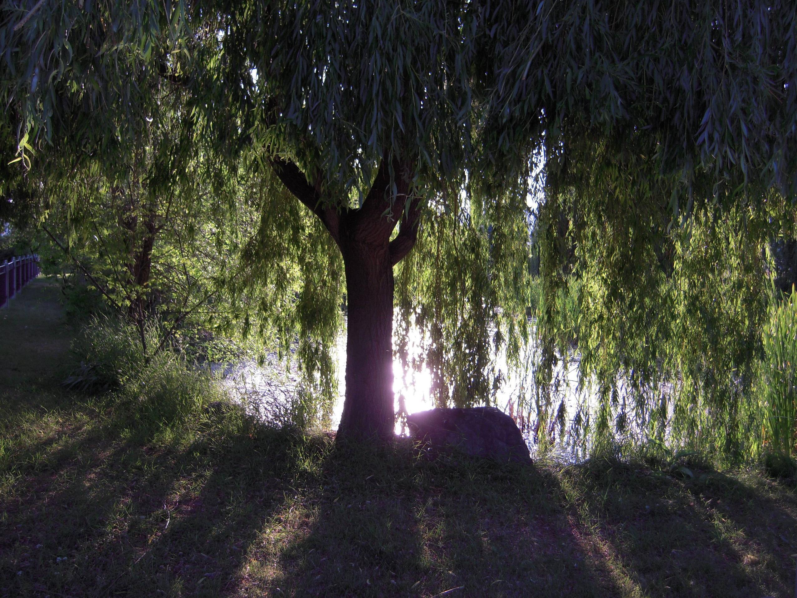 Weeping Willow Wallpapers Wallpaper Cave