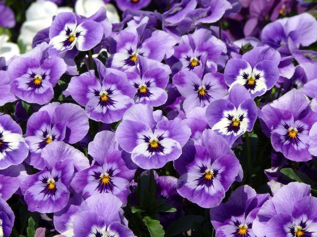 Flowers For > Pansy Flower Wallpaper