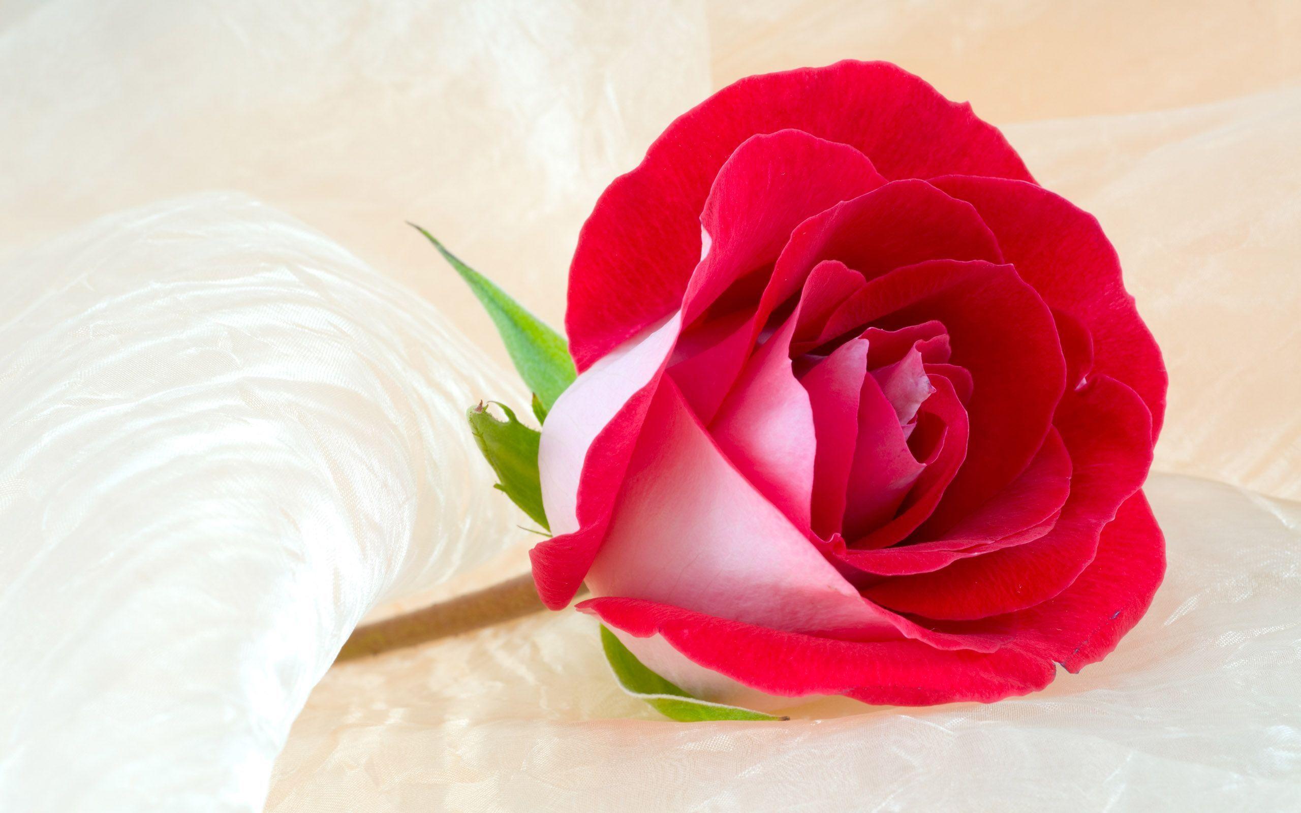 Rose Flower Image for Desktop. Free Desk Wallpaper