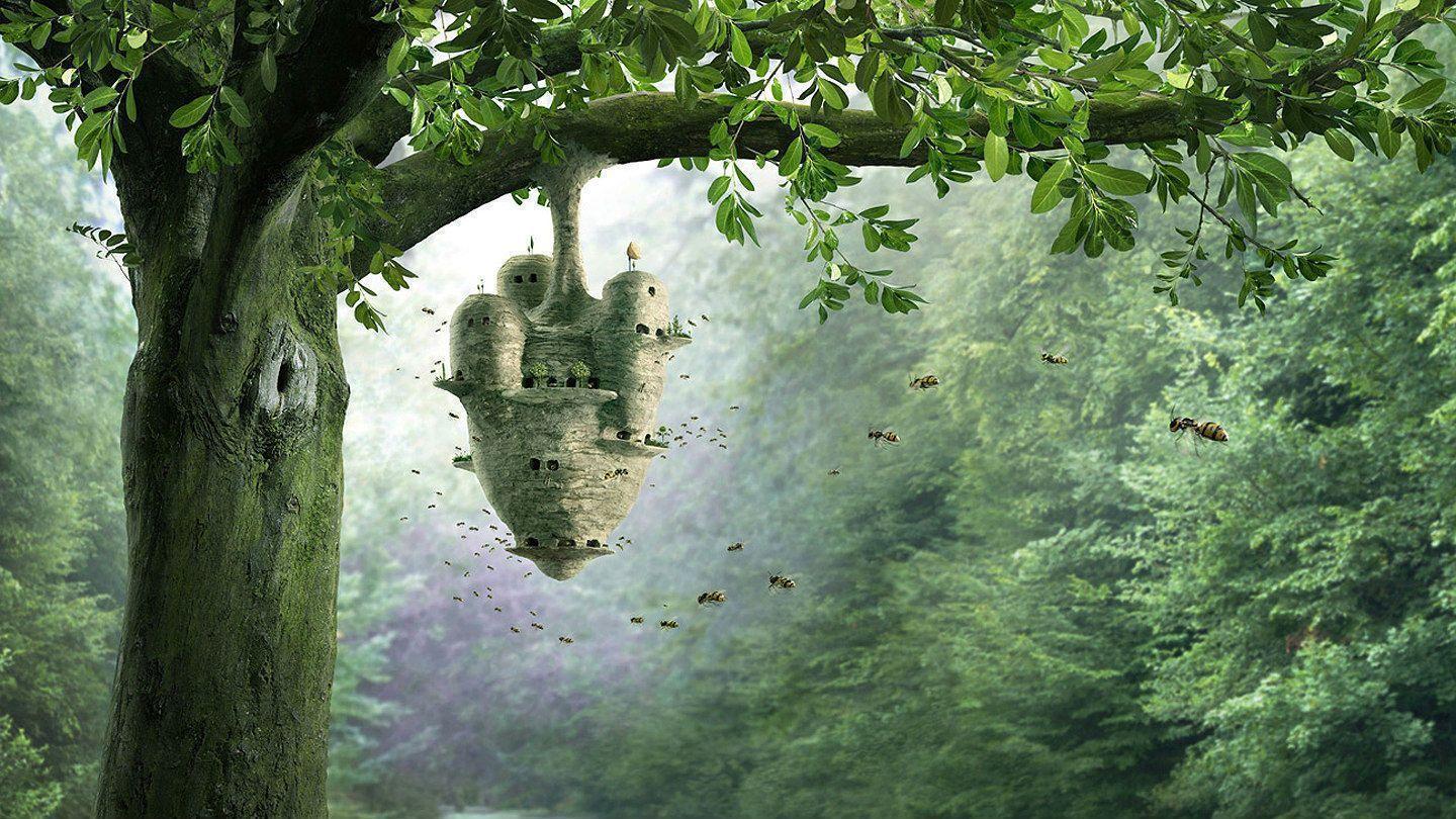 Forest Computer Wallpaper, Desktop Background 1440x810 Id: 227258