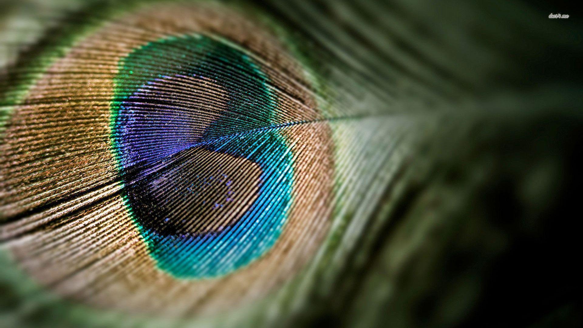 image For > 3D Peacock Feather Wallpaper