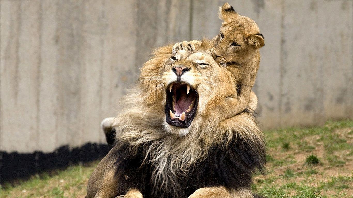 Playful lion cub Wallpaper