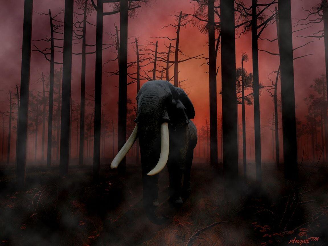 Elephant In Forest Fire Animals Wallpaper Image with Elephants