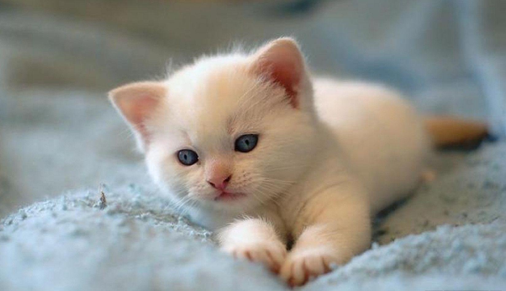 Cute Cat Picture HD Free Download in Animal Cat Wallpaper