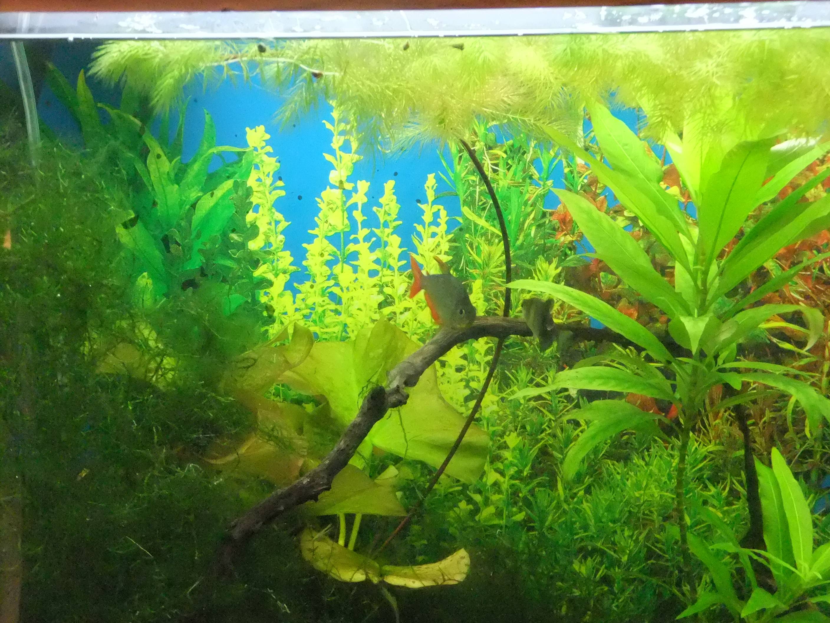 Nice Best Background Plants For Freshwater Aquarium for Streamer